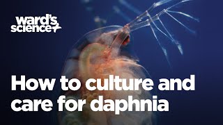 Caring and Culturing for Daphnia [upl. by Ynots]