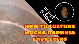 How to Culture Magna Daphnia Easily [upl. by Terrell]