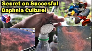 How to Culture Daphnia Successfully [upl. by Corbie]