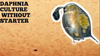 HOW TO CULTURE DAPHNIA NATURALLY WITHOUT A STARTER [upl. by Ynafets]