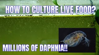 How to Culture Daphnia Secret Method to Breed MILLIONS  Simply Aquatic [upl. by Morice]