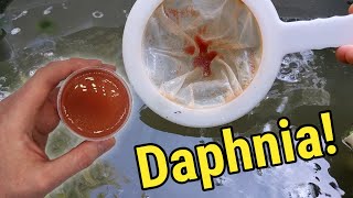 How I Culture Daphnia In Outdoor Tubs [upl. by Norra]