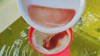 How to culture daphnia  Daphnia culture  How to grow daphnia outdoor [upl. by Vala]