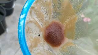 How to culture daphnia moina in a small container Part 1 English Subtitle [upl. by Uhp853]