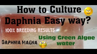 Daphnia MagnaHow to Culture Daphnia Easy wayCulturing Daphnia using Green water Daphnia [upl. by Esoj640]