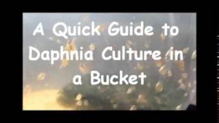 How to culture daphnia outside [upl. by Adnylg]