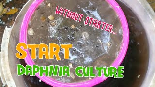 How to culture daphnia moina the easy way 1  Starting the Daphnia culture [upl. by Ansilme716]