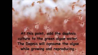 Daphnia  How to grow daphnia in your home [upl. by Abroms]