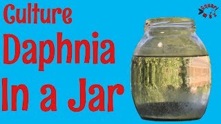 How to Culture Daphnia in a Jar [upl. by Eisler]