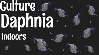 How to Culture Daphnia [upl. by Ahsoem]