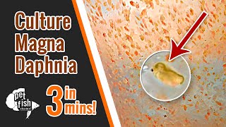 How to culture DAPHNIA MAGNA  The easy way [upl. by Elyse]