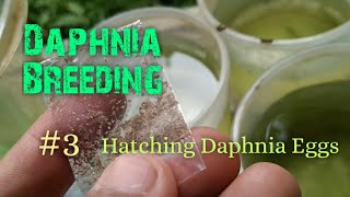 Daphnia Culture made simple and easy 3  Hatching Daphnia eggs [upl. by Llerdnad506]