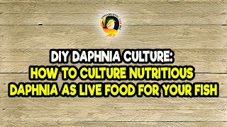 DIY Daphnia Culture How to Culture Nutritious Daphnia as Live Food for Your Fish [upl. by Bernardi]