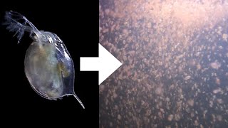 How I Culture Daphnia [upl. by Nalyac]