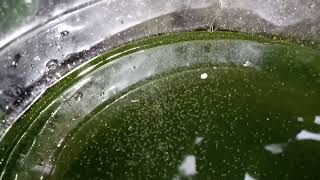 DAPHNIA MOINA CULTURE IN A SMALL BUCKET [upl. by Shulock]