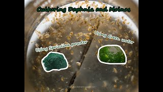 How To Culture Daphnia and Moinas using Green Water Spirulina powder [upl. by Yeltnarb]