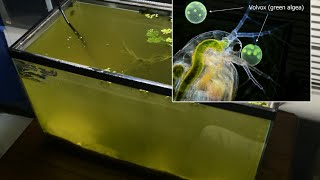 Raising Daphnia for the Freshwater Aquarium [upl. by Iris]