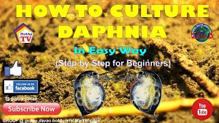 HOW TO CULTURE DAPHNIA In Easy Way [upl. by Redmond]